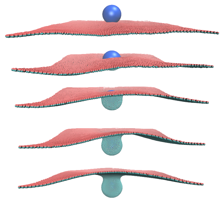 Endocytosis of spherical nanoparticles. © Mohsen Sadeghi.