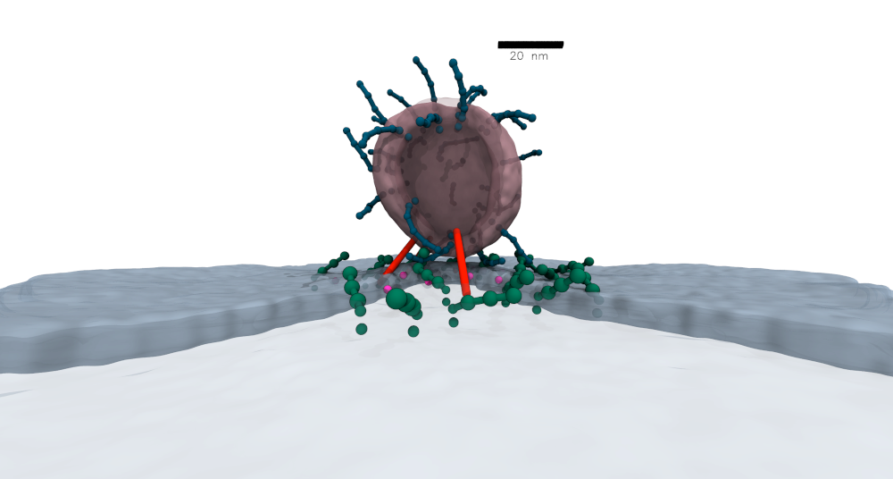 Mesoscopic model of the synaptic vesicle docking. &copy; Mohsen Sadeghi.